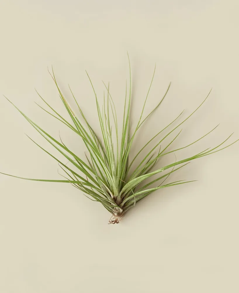 Tillandsia Floribunda Live Air Plant