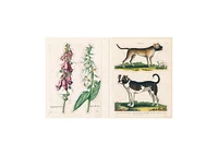 John Derian Sticker Book by John Derian