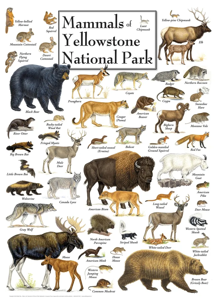 Masterpieces Mammals of Yellowstone National Park 1000 Piece Puzzle