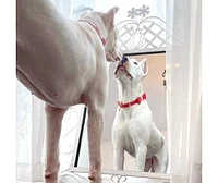 PoisePup Pet Dog Bow Tie - Melting Hearts