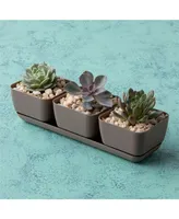 Novelty 10013 Herb & Succulent Trio Planter/Flower Pot, Taupe, 12"