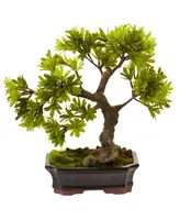 Nearly Natural Podocarpus w/Mossed Bonsai Planter