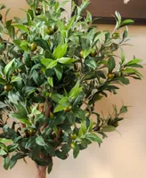 Nearly Natural 4.5' Olive Topiary Artificial Tree in European Barrel Planter