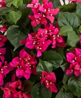 Nearly Natural Bougainvillea Artificial Plant in White Tower Planter