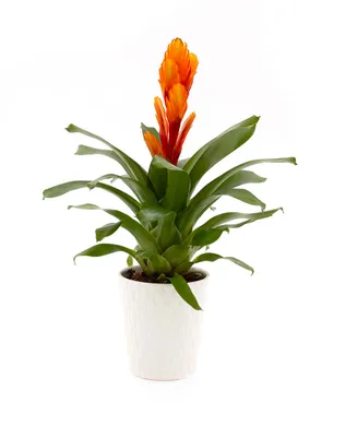 BloomsyBox Fiery Bromeliad Live Plant