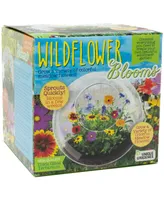 Unique Gardener Glass Terrarium Wildflower Blooms Plant Kit