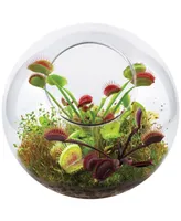 Unique Gardener Glass Terrarium Fly Trap Garden Plant Kit