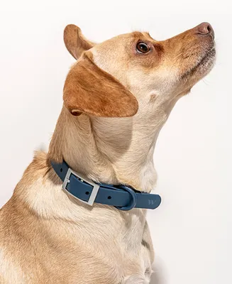Wild One Navy Buckle Dog Collar