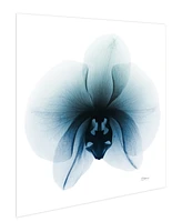 Empire Art Direct "Glacial Orchid" Frameless Free Floating Tempered Glass Panel Graphic Wall Art, 38" x 38" x 0.2"