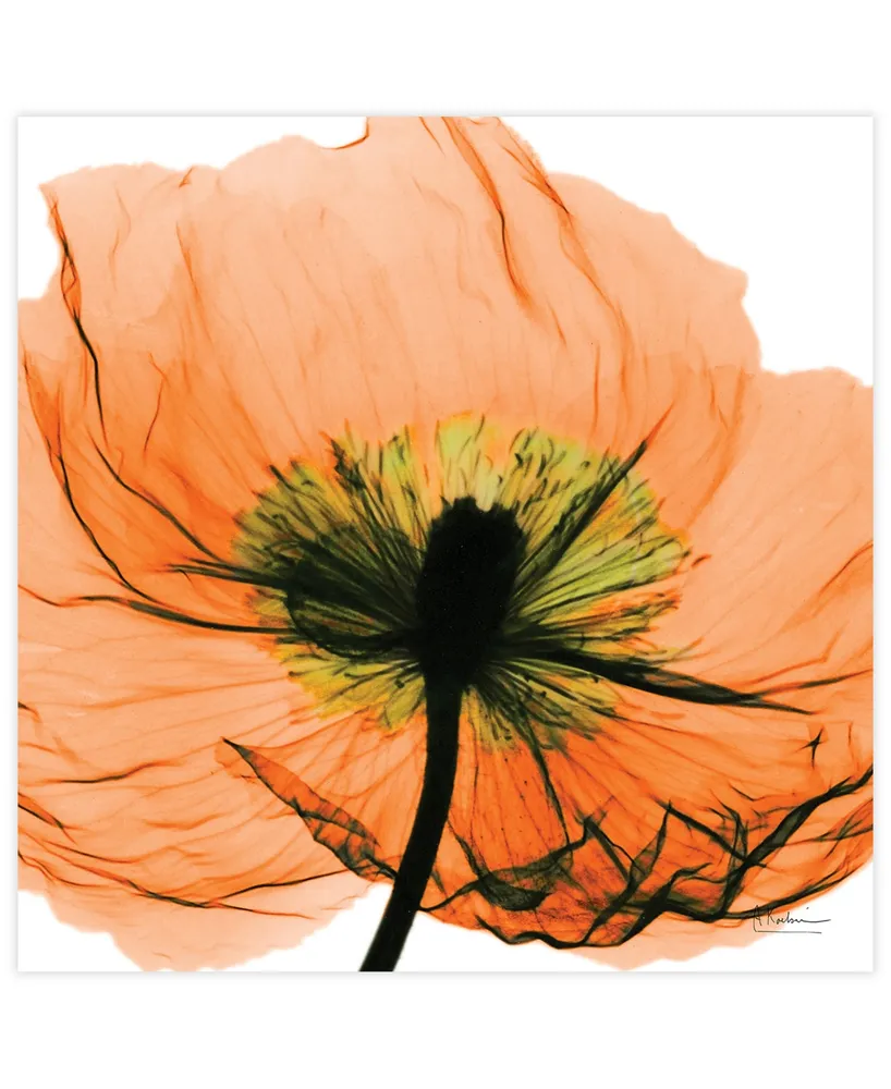 Empire Art Direct "Poppy Orange" Frameless Free Floating Tempered Glass Panel Graphic Wall Art, 24" x 24" x 0.2"