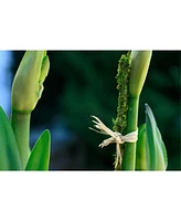 Super Moss SuperMoss Preserved Moss Plant Support Stakes, 18 Inches, Pack of 6