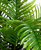 Nearly Natural 9ft. Uv Resistant Artificial Double Robellini Palm Tree Indoor/Outdoor