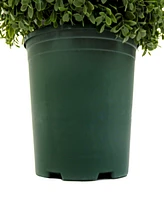 National Tree Company 44 Pre-Lit Artificial Boxwood Spiral Topiary