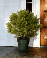 National Tree Company 22 Globe Cedar Tree