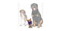 Mighty Mighty- Microfiber Ball Jr Elephant, Monster & Pig-Combo Pack. Durable Dog Toys
