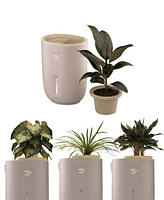 HoMedics Warm Cool Mist Humidifier with Small Planter