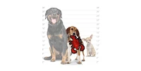 Tuffy Jr Gear, Duck & Lobster- Combo Pack. Durable Dog Toys