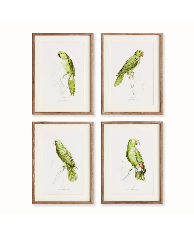 17.75"W x 1"D x 23.5"H Parrot Illustrations In Green Framed Wall Art Set of 4