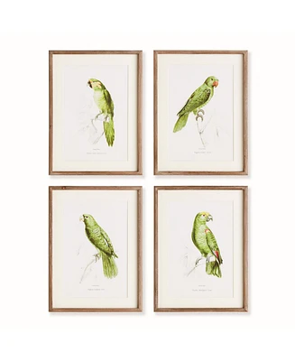 17.75"W x 1"D x 23.5"H Parrot Illustrations In Green Framed Wall Art Set of 4