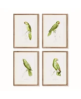 17.75"W x 1"D x 23.5"H Parrot Illustrations In Green Framed Wall Art Set of 4