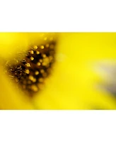Sony Fe 50mm f/2.8 Macro Lens