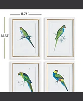 Colorful Parrots Prints St/4