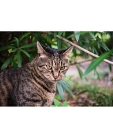 Sigma 18-50mm f/2.8 Dc Dn Contemporary Lens for Fujifilm X