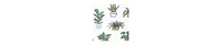 Hudson Baby Boys Cotton Bodysuits, Plants, Preemie