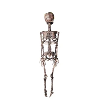 Moss Skeleton