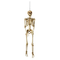 5 Ft Poseable Decayed Skeleton