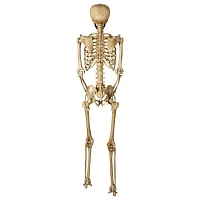 5 Ft Poseable Decayed Skeleton