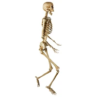 5 Ft Poseable Decayed Skeleton