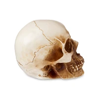 LED Skull Light