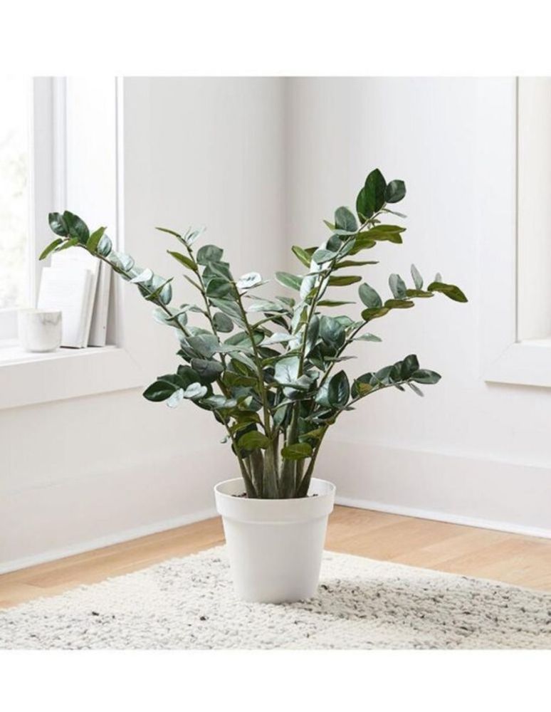 Planta Ficus Faux Potted ZZ