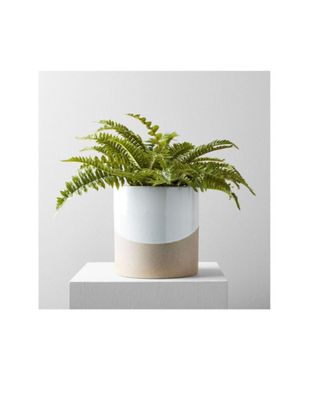 Helecho decorativo Botanical Potted