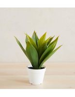 Planta Agave Faux