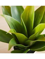 Planta Agave Faux