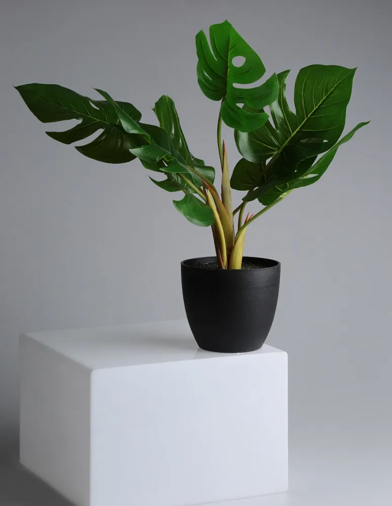 Preelaborado de Calathea Haus Petra