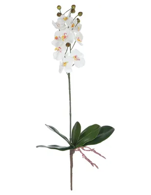 Ramo de orquídea Haus Aly