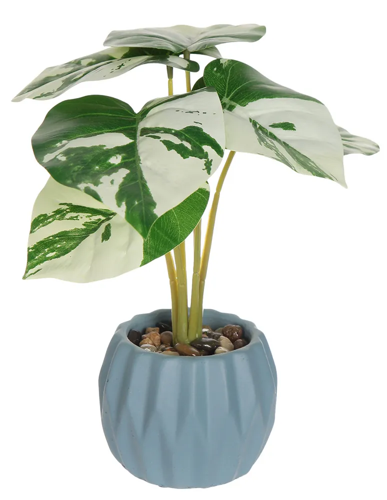 Preelaborado monstera Haus