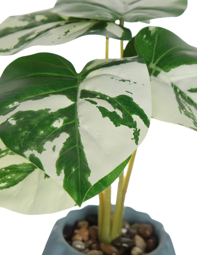 Preelaborado monstera Haus