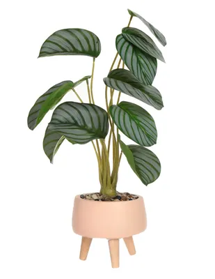 Preelaborado calathea Haus