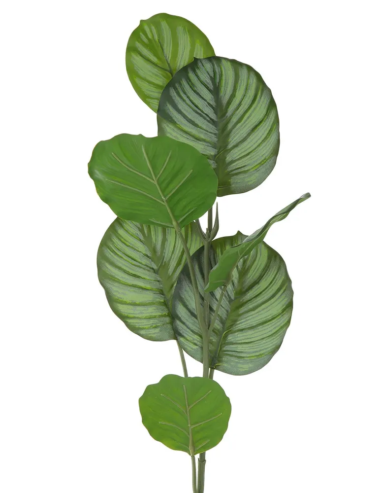 Hoja de calathea Haus