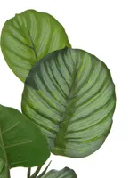 Hoja de calathea Haus