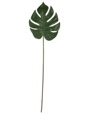 Hoja de monstera Haus