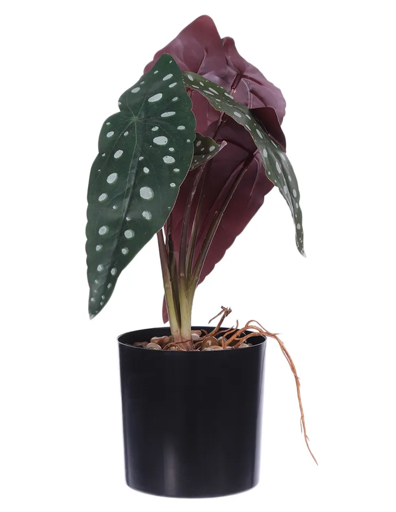 Planta Crown Baccara Figaro