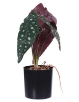 Planta Crown Baccara Figaro