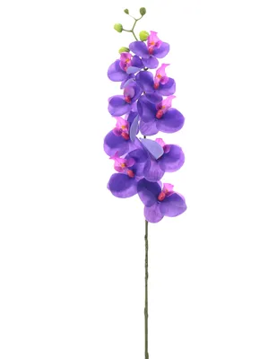 Orquídea Crown