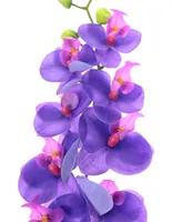 Orquídea Crown