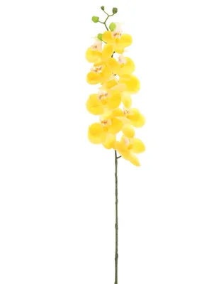 Orquídea Crown
